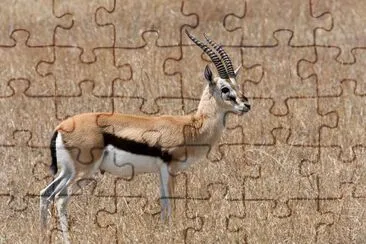 פאזל של Gazzella di thomson