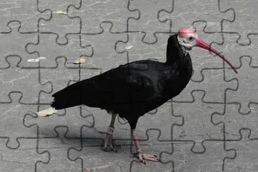 Ibis calvo