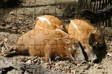 Potamochero