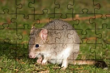 Bettongia