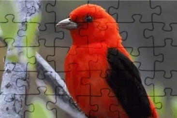 Il Cardinale Pompa