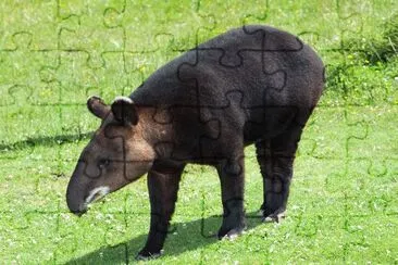 Tapiro delle ande