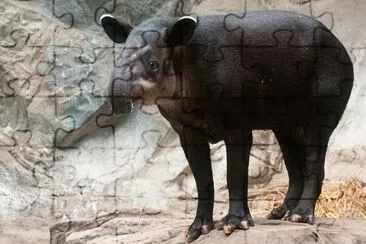Tapiro di baird