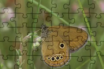 Coenonympha oedippus