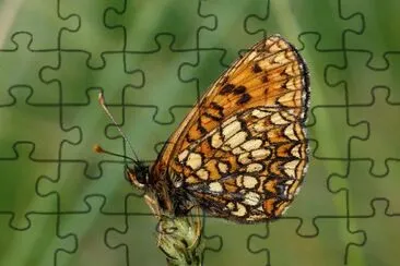 Melitaea britomartis