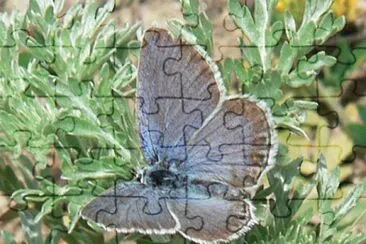 Plebejus trappi