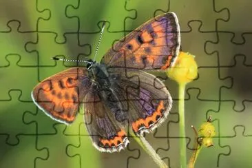 Lycaena helle