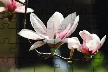 Magnolia jigsaw puzzle