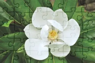 Magnolia