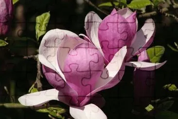 Magnolia jigsaw puzzle