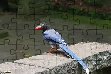 פאזל של Gazza blu