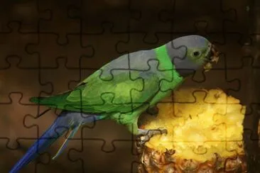 פאזל של Parrocchetto di layard