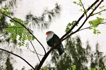 פאזל של Piccione blu delle seychelles