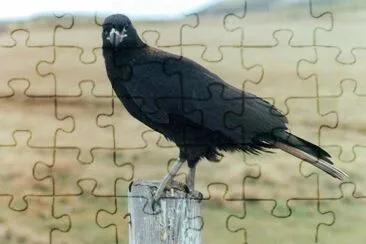 פאזל של Caracara striato