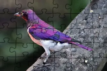 פאזל של Ghiandaia dorsoviola