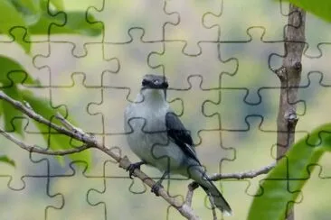 פאזל של Coracina di mauritius