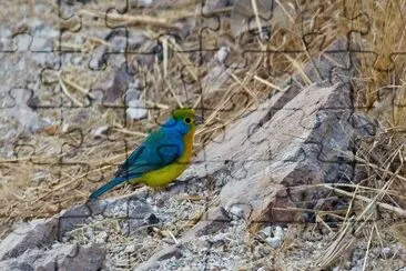 פאזל של Zigolo pettoarancio