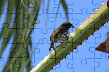 Uccello delle palme jigsaw puzzle