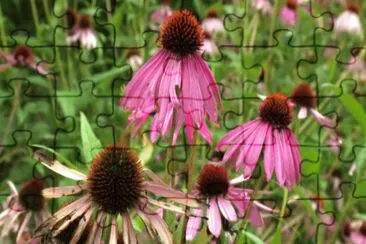 herb 2 jigsaw puzzle