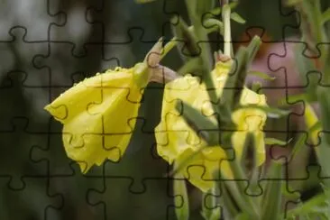 herb 4 jigsaw puzzle