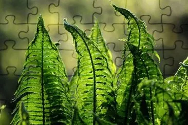 Nature jigsaw puzzle