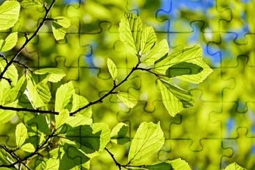 פאזל של Nature