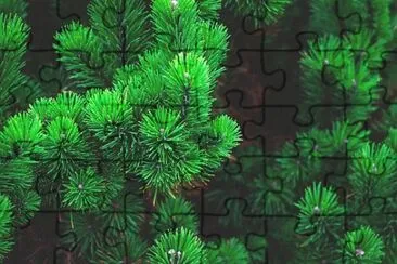 Nature jigsaw puzzle
