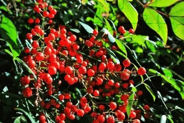 Nature jigsaw puzzle