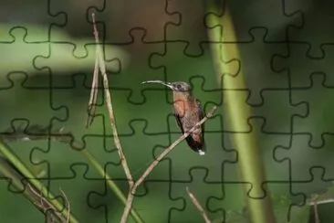 Eremita barbuto nero jigsaw puzzle