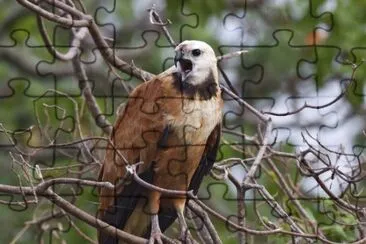 Poiana dal collare jigsaw puzzle