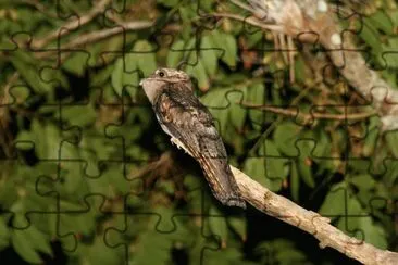Nyctibius jigsaw puzzle