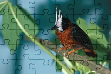 Pigliaformiche facciabianca jigsaw puzzle
