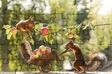 Squirrels