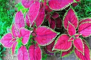 natural jigsaw puzzle
