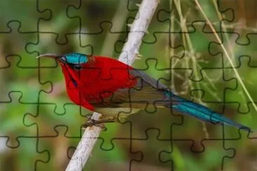 Aetopyga jigsaw puzzle