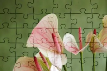 Anthurium jigsaw puzzle