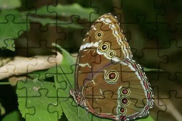 Morpho eleonor jigsaw puzzle