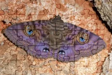 Erebidae jigsaw puzzle