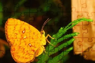 Callidula jigsaw puzzle