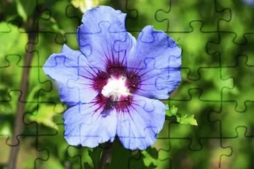 Nature jigsaw puzzle
