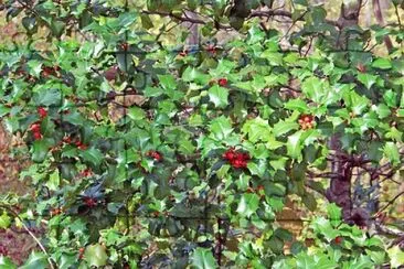 Nature jigsaw puzzle
