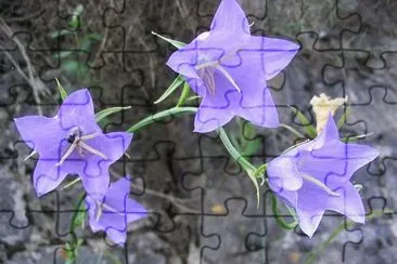 Campanules jigsaw puzzle