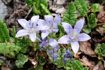 Campanules jigsaw puzzle