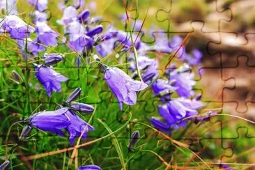 Campanules jigsaw puzzle