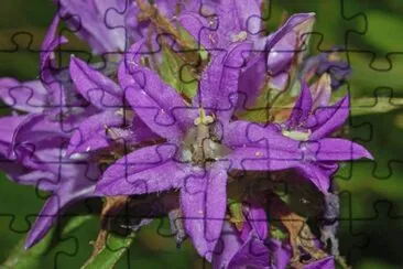 Campanules jigsaw puzzle