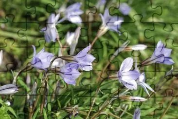 Campanules jigsaw puzzle