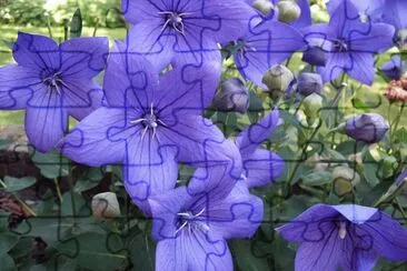 Campanules jigsaw puzzle