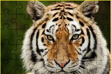tigre jigsaw puzzle