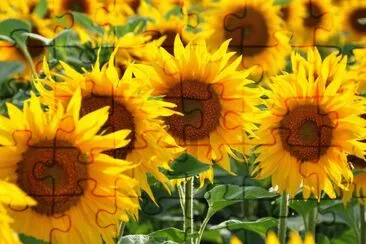 tournesol jigsaw puzzle