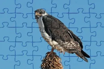 Poiana augure jigsaw puzzle